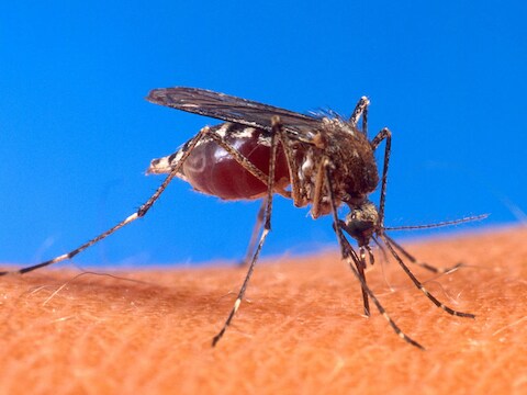 Het denguevirus wordt vooral overgedragen door Aedes-muggen, in het bijzonder de A. aegypti (denguemug).