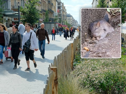 “Het is hier een eetfestijn voor ratten”: Brussel zet 15 slimme vallen in na plaag op voetgangerszone