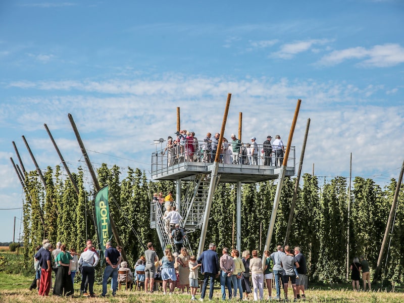 Nieuwe uitkijktoren midden in hopveld opent: klim volgt groei van de hopplant