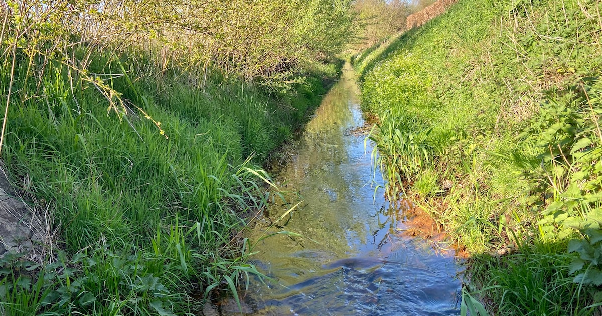 Malle gaat “meest onderschatte rivier van de streek” mee opwaarderen ...