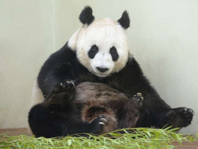 Panda's zijn het niet waard om gered te worden, beweert Timothy Lavin.