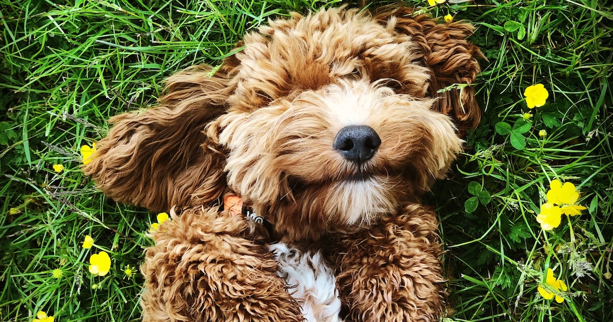 Wat wil je hond je vertellen? ‘Hondenluisteraar’ weet raad: “Blaffen of ...