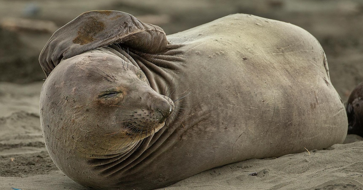 Zeeolifanten Atlantische Oceaan slachtoffer van soort vogelgriep