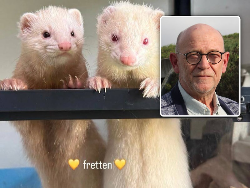 Deze fretjes wachten in dierenasiel Ganzeweide op een nieuwe thuis, Inzet: Voorzitter André Lycke