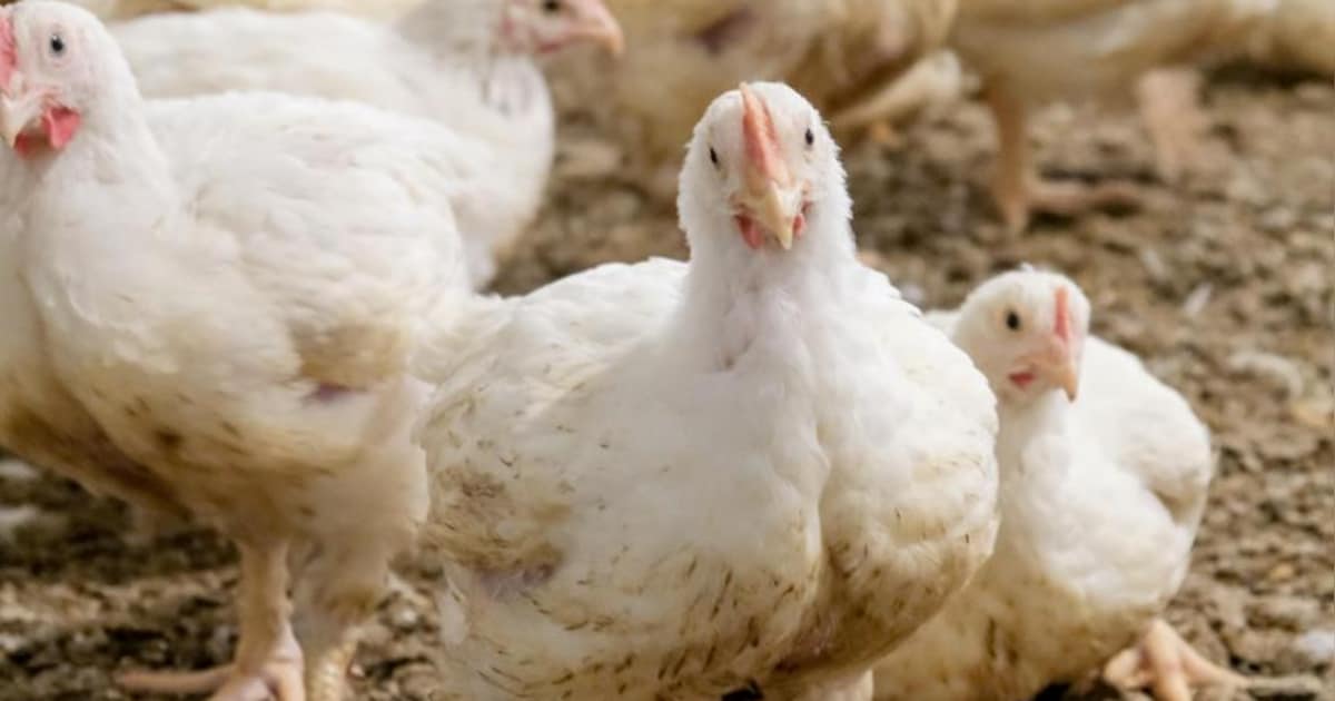 Opnieuw vogelgriep ontdekt in Limburg: 28.000 dieren worden geruimd in Kinrooi