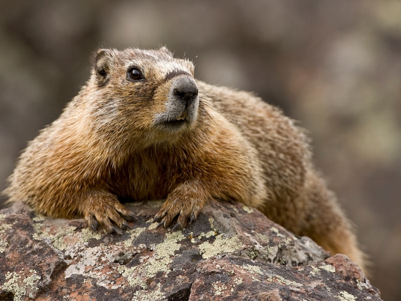 Amerikaanse onderzoekers lanceren OnlyFans-account voor marmotten om geld in te zamelen