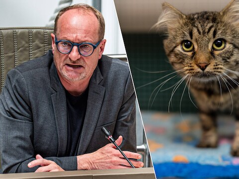 Minister voor Dierenwelzijn Ben Weyts  / Kat wacht op baasje in dierenasiel.