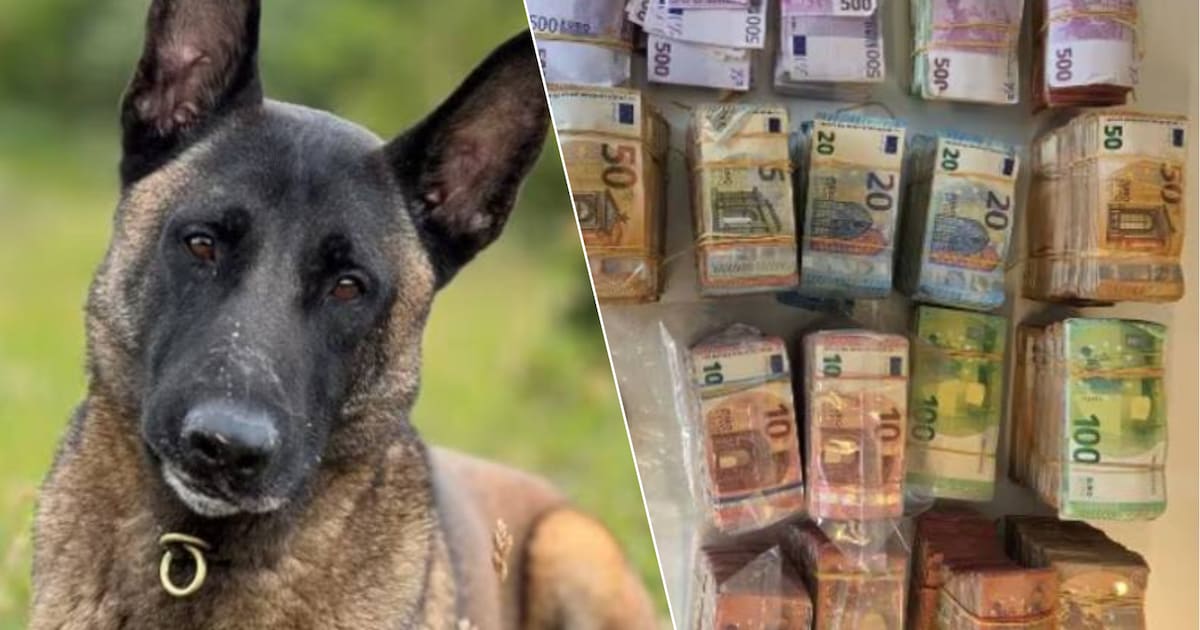 Speurhond 'Monster' ontdekt 700.000 euro bij witwasonderzoek