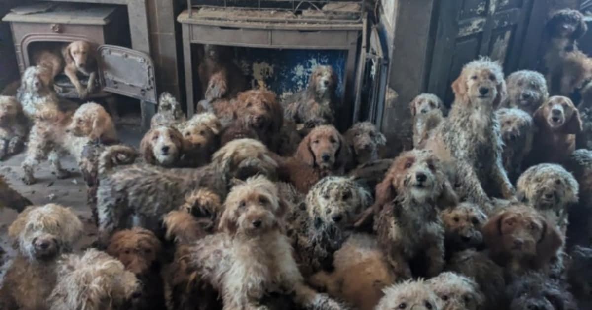 “Dit is geen AI, maar helaas echt”: meer dan 250 verwaarloosde honden aangetroffen in Britse woning