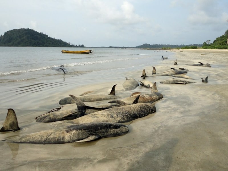 De aangespoelde grienden op Noord-Andaman.