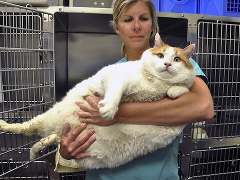 Meow toen hij pas in het asiel terecht kwam.