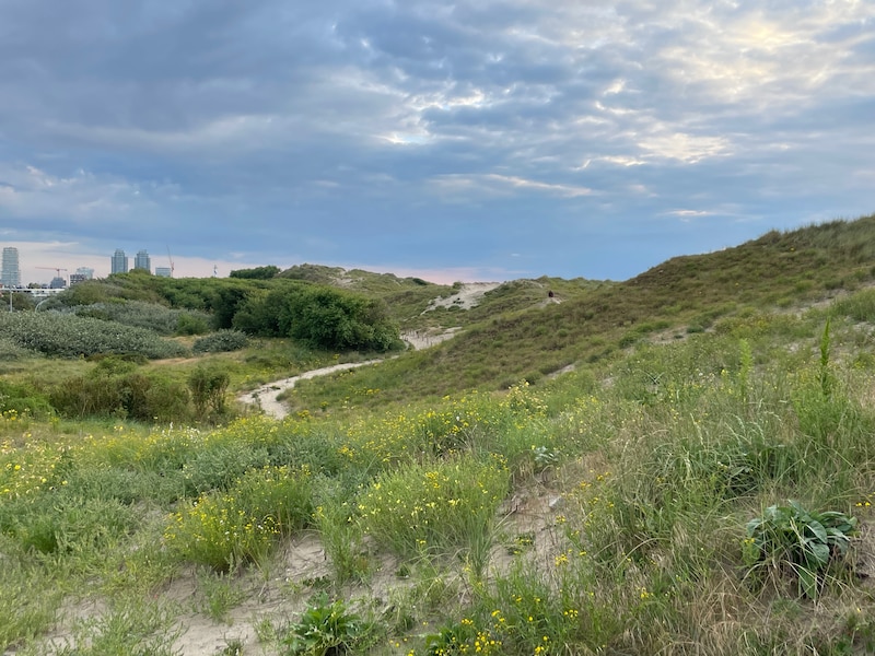 Eetbaar of niet? Ontdek lekkers in de duinen tijdens zondagswandeling in Bredene