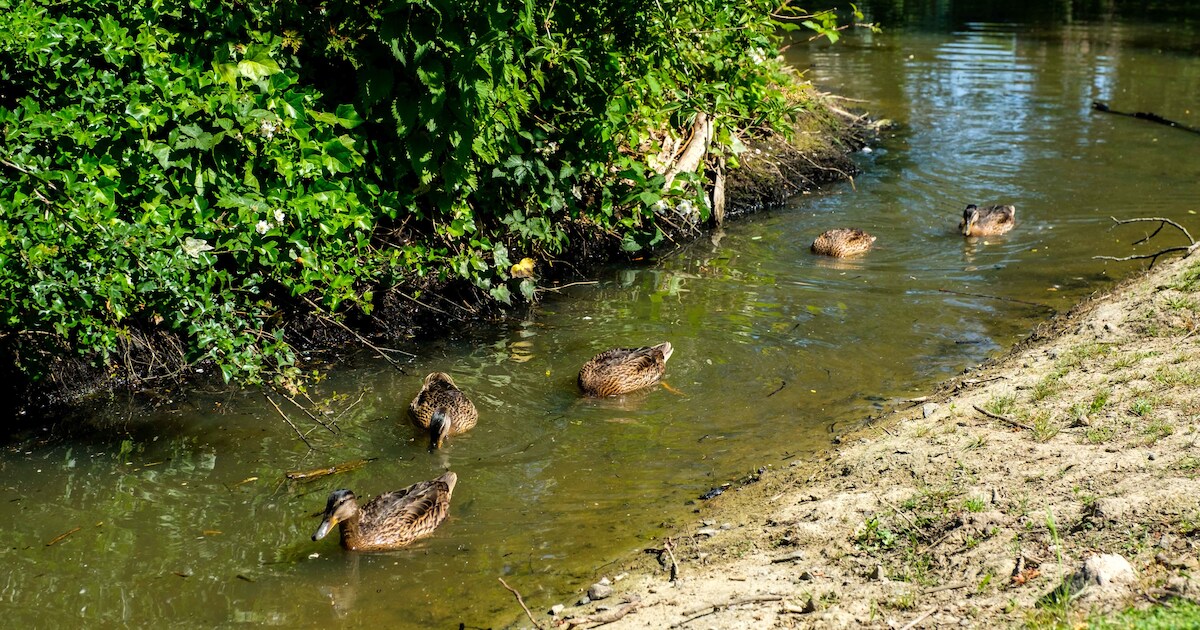 Groen licht voor verkoop van 7.265 m² grond in Kontich: kans op groter aaneengesloten natuurgebied