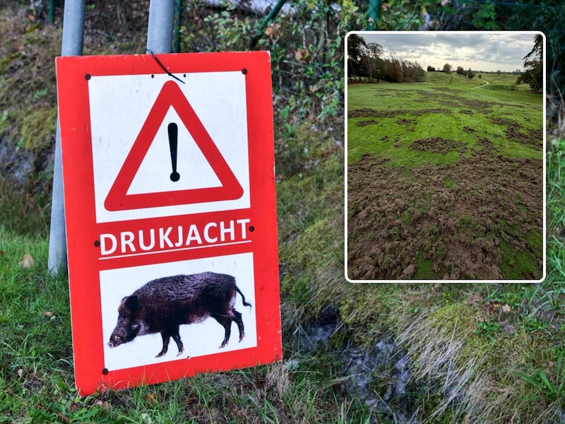 Aan het Melkpad en in de bossen rond Koersels Kapelleke in Beringen is momenteel een drukjacht op everzwijnen bezig. Inzet: ook golfclub Spiegelven in Genk kreeg al everzwijnen over de vloer.
