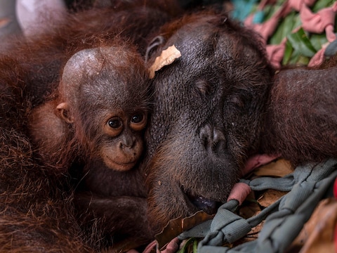 Orang-oetan en jong gered uit vuurzee in Indonesië, bosbranden verwoestten al 300.000 hectare