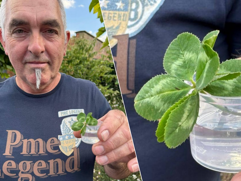 Jef uit Vlimmeren vond een klavertje zeven blaadjes.