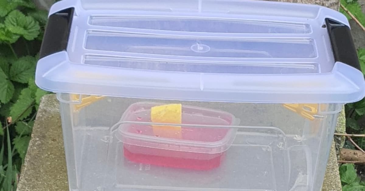 Zelzate zet 130 lokvallen in tegen de Aziatische hoornaar: “Elke gevangen koningin maakt groot versc