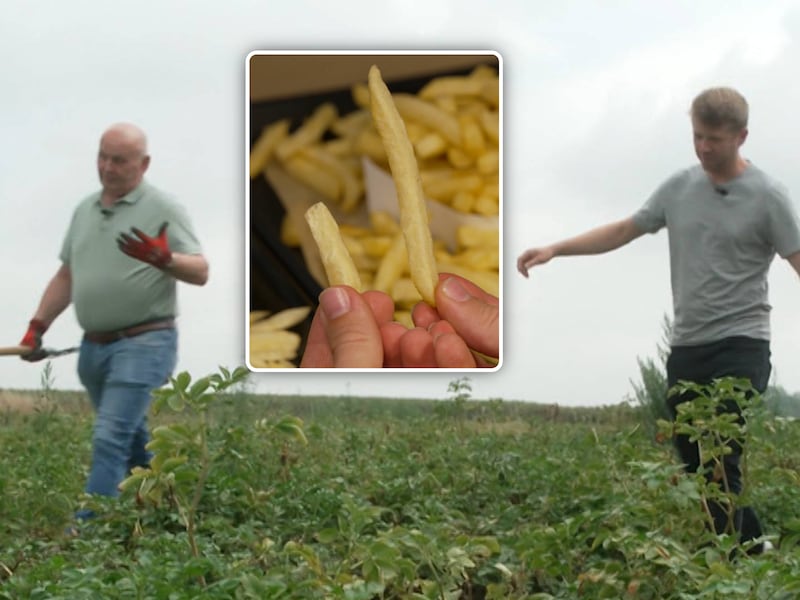 Eten we binnenkort allemaal mini-frietjes? Droogte hakt erin bij aardappelboeren: “Dat krijg ik niet verkocht”