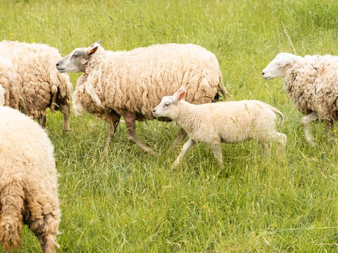 Illustratiefoto schapen