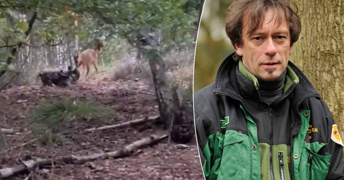 Speelt jonge ree met Franse bulldog of is dier zich net aan het ...