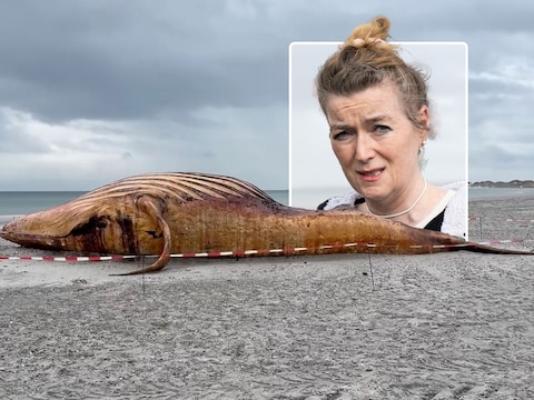 De aangespoelde walvis op het strand van het Deense eiland Anholt. Inzet: dierenarts Kirsten Tönnies die nauw betrokken was met de reddingsactie van Timmy.