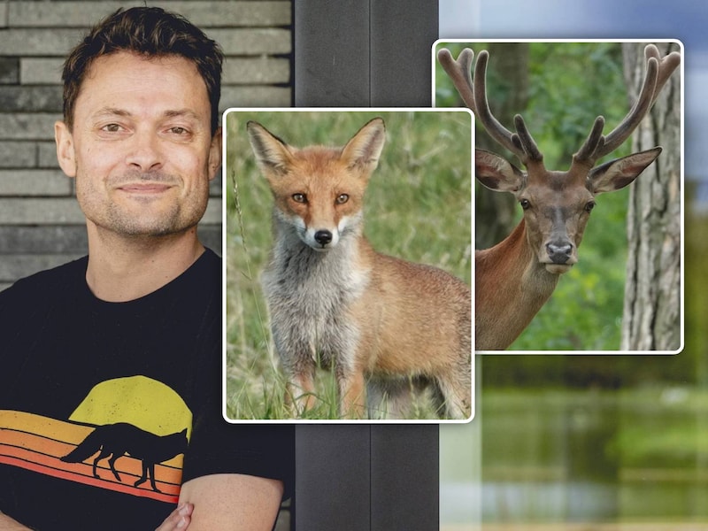 Auteur Paul Cobbaert, met twee van de Belgische ‘Big Five: de vos en het edelhert.