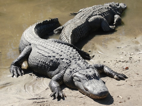 Een alligator heeft in een pretpark in Orlando een peuter gedood. Ook andere dieren deinzen er niet voor terug mensen op het menu te zetten.