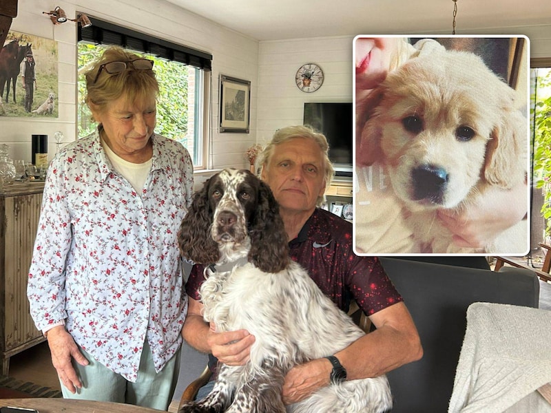 Rattenvergif wordt golden retriever Marie (9) fataal, baasjes Simonne (78) en Emiel (72) kapot van verdriet: “Ze jankte van de pijn”