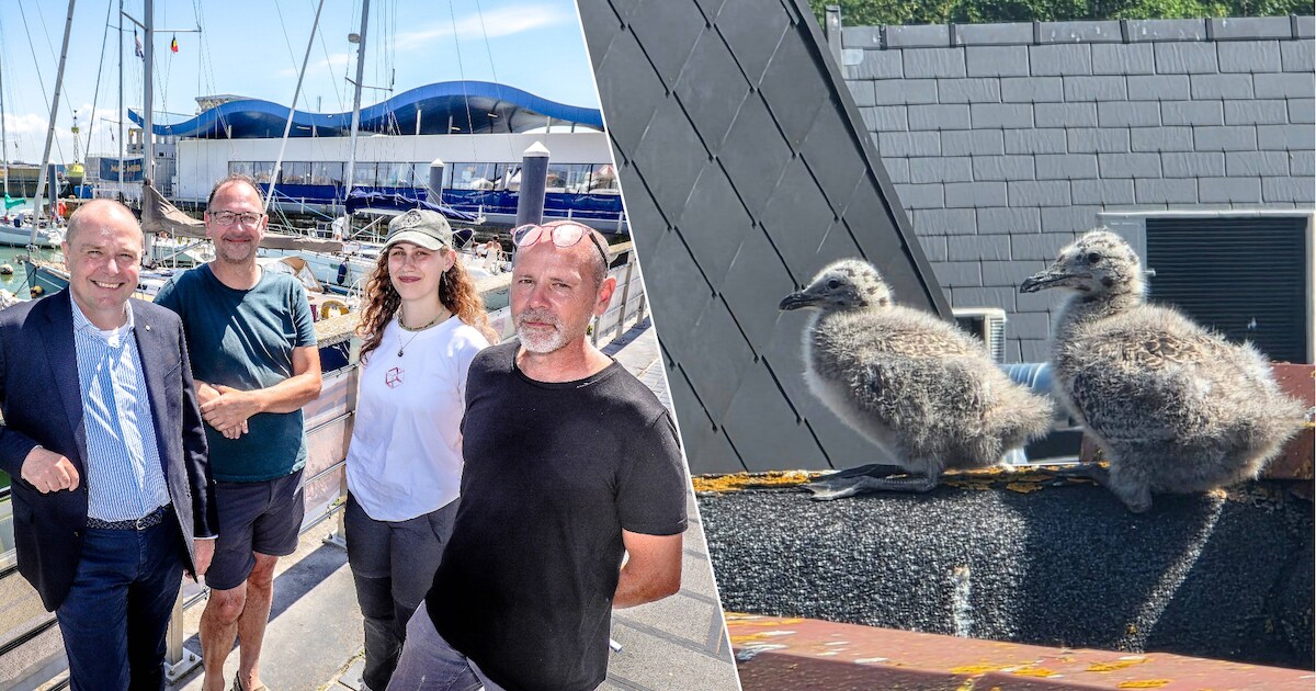 Jonge meeuwen op straat zorgen voor problemen in Oostende: “Mensen verwachten dat ze gewoon wegvlieg