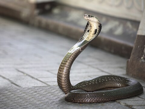 Bloed en vlees van de cobra doet in delen van Azië dienst als afrodisiacum.