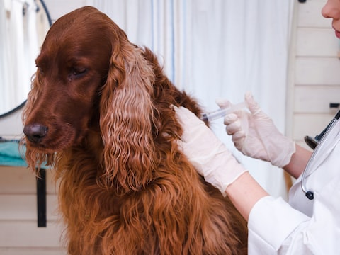Vaccinatie bij een hond, beeld ter illustratie.