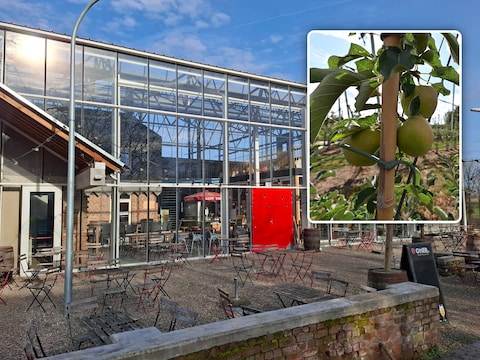 Bezoekers kunnen tot eind september gratis appels plukken in de boomgaard van Plattelandscentrum Paddenbroek.