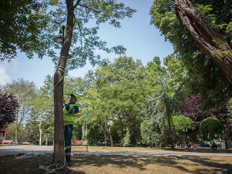 De bomen in het Gazipark zullen niet gekapt worden, als het van de rechter afhangt.