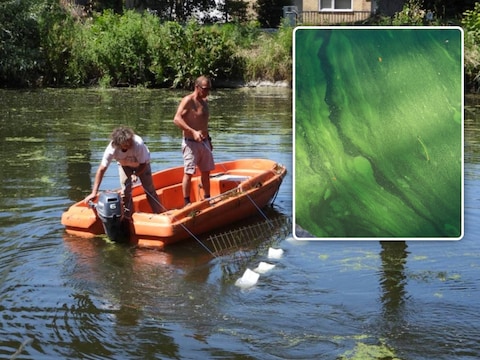 De Damse Vaart op archiefbeeld. Inzet: Blauwalg.