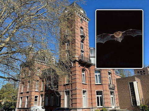 Natuurpunt Jabbeke organiseert op vrijdagavond 28 augustus een vleermuizenwandeling in het park De Blauwe Toren.