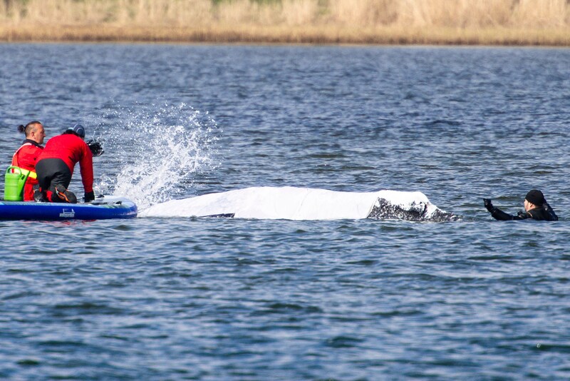 Helfer übergießen einen gestrandeten Buckelwal mit Wasser, der mit Decken bedeckt ist, um die Haut des Tieres zu schützen.