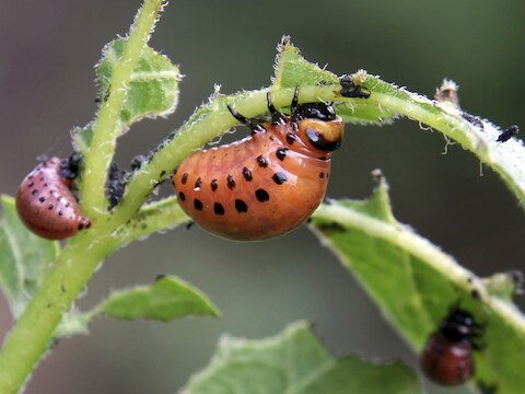 De insectenpopulatie is de voorbije decennia drastisch ingekrompen. Weinigen die daar rouwig om zullen zijn, maar het is wel degelijk een probleem.
