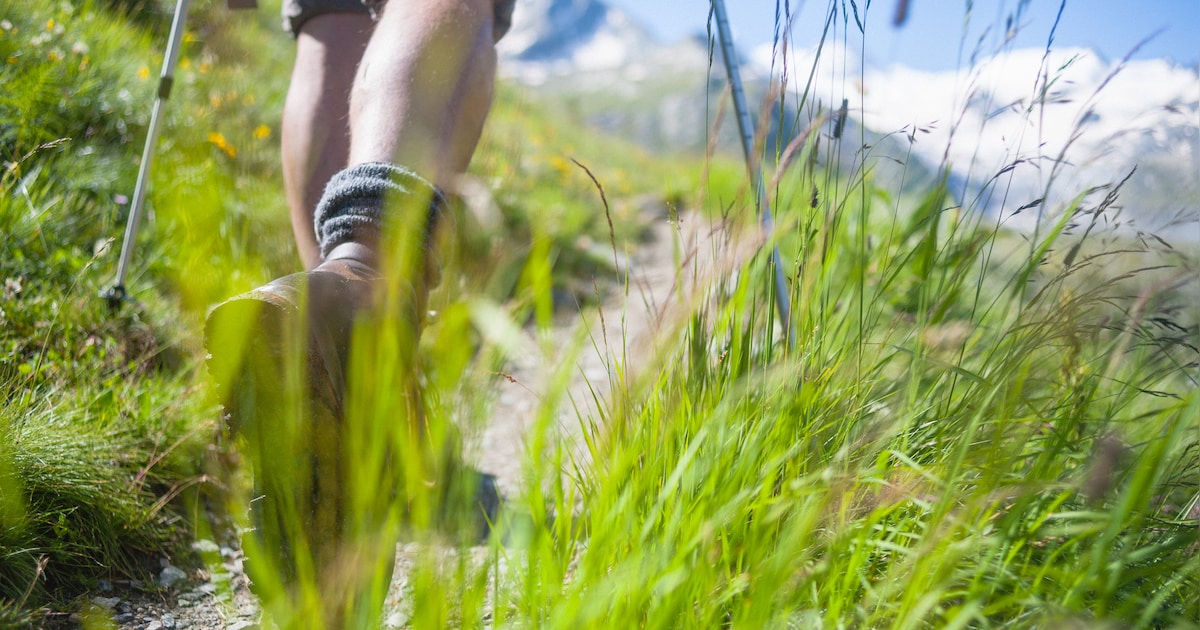 Wandelaar (20) in Franse Alpen uur lang aangevallen door vier honden: “Gebeten over heel zijn lichaa