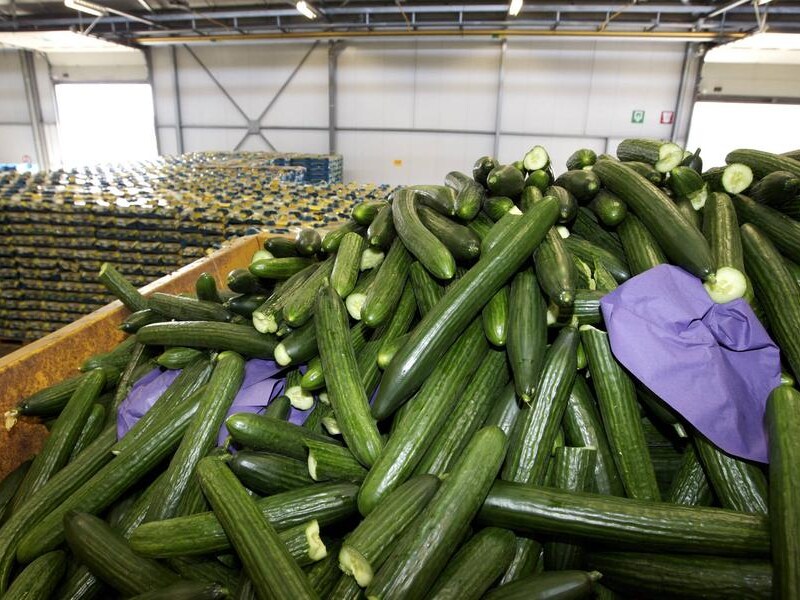 De Mechelse veilingen in Sint-Katelijne-Waver moesten de afgelopen dagen zo'n 112.000 kisten groenten, voornamelijk tomaten en komkommers, vernietigen.