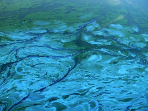 Blauwalgen waren de eerste organismen die zuurstof konden produceren. (Beeld: Wikipedia/Lamiot)