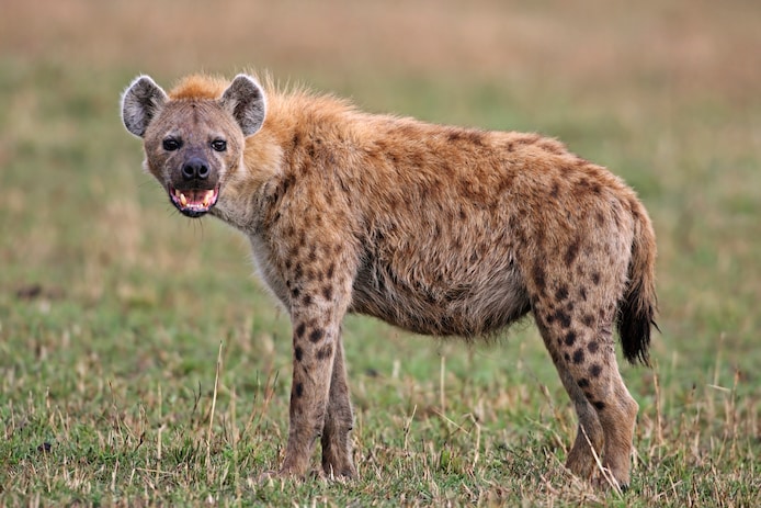 Een hyena