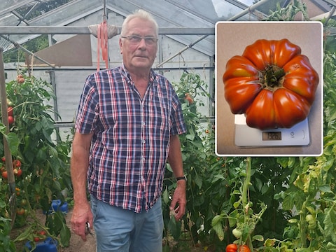 François in de serre, waar nog wat tomaten klaarhangen voor de oogst. Inzet: de recordtomaat van maar liefst 1,326 kilogram.
