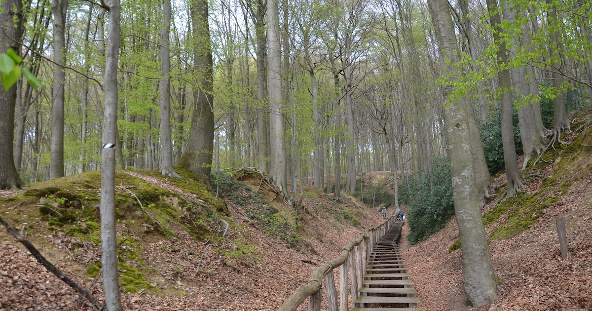 Dauwwandeling in Meerbeke door velden en Neigembos