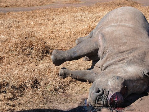 In het Kruger Park zijn vorig jaar 600 neushoorns gedood voor hun hoorns.
