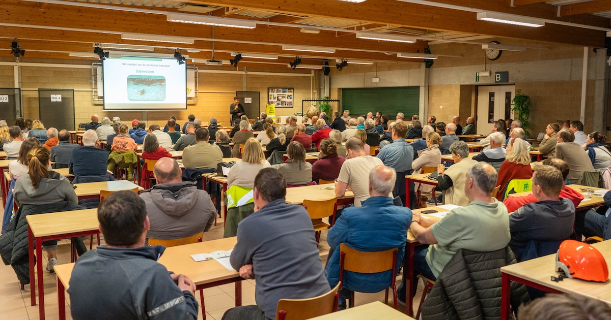 Grote belangstelling in Nijlen voor infoavond over Aziatische hoornaar: “Al 68 inschrijvingen voor z