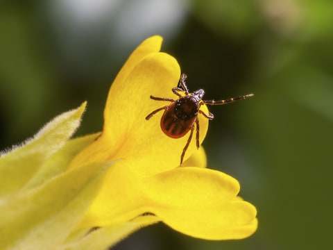 De Ixodes persulcatus of 'taiga teek'.