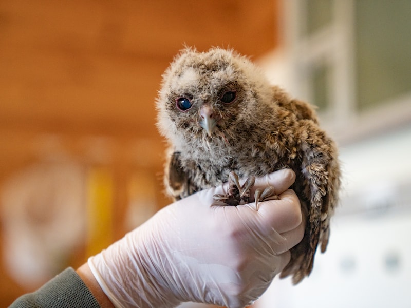 Zoutleeuw versterkt hulp aan dieren in nood met professionele reddingsdienst ARS