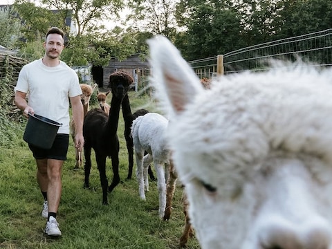 Joris Rigo tussen zijn alpaca’s.