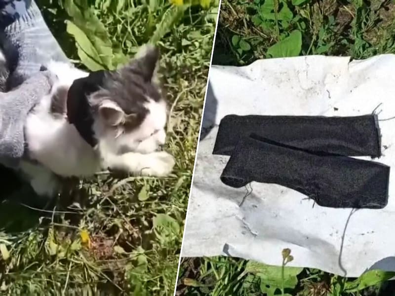 KIJK. Kat blijkt drugssmokkelaar te zijn die gedetineerden bevoorraadt in Russische strafkolonie