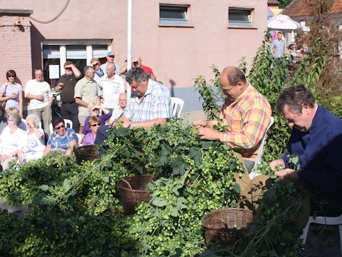 Hopplukwedstrijd, straatanimatie en brouwerijbezoek: dit valt er te beleven op Hopdag in Meldert